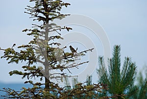 Jay bird sits on a spruce branch in cloudy weather