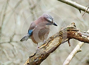 Jay bird Garrulus glandarius