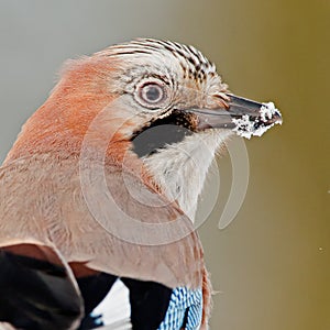 Jay bird ( Garrulus glandarius )