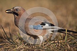 Jay bird (Garrulus glandarius)