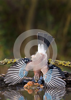 Jay bird ( Garrulus glandarius ) photo