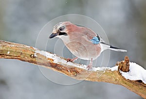 Jay bird ( Garrulus glandarius )