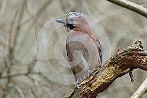 Jay bird Garrulus glandarius