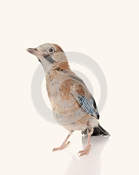 Jay bird isolated on a white background