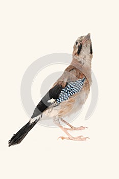 Jay bird isolated on a white background