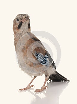 Jay bird isolated on a white background