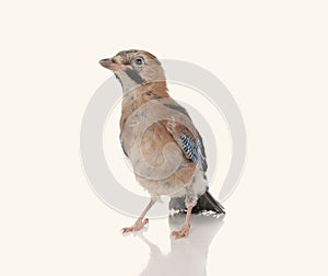 Jay bird isolated on a white background