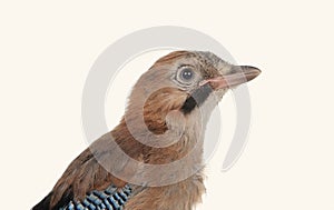 Jay bird isolated on a white background