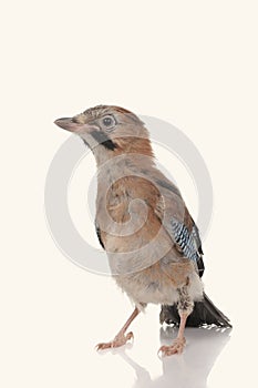 Jay bird isolated on a white background