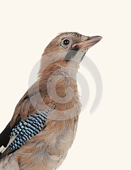 Jay bird isolated on a white background