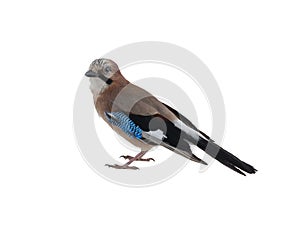 jay bird isolated on white background