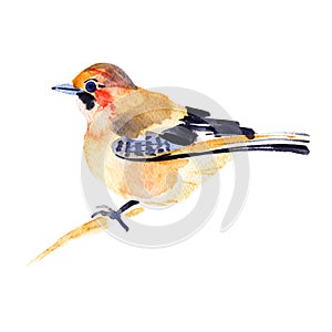 Jay bird isolated on white background. Hand painted. Illustration. Watercolor