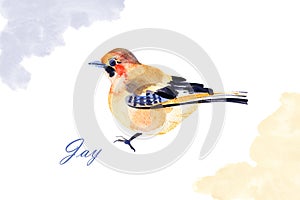 Jay bird isolated on white background. Hand painted. Illustration. Watercolor