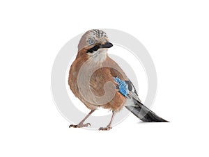 Jay bird isolated on white background, studio