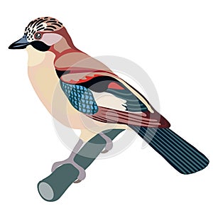 Jay bird sitting on a branch, isolated object on a white background, vector illustration