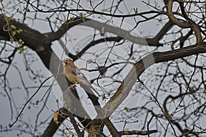 Jay bird in springtime