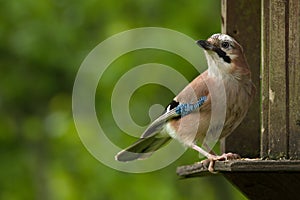 Jay on a bird table
