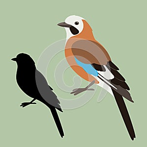 Jay bird, vector illustration , flat style , silhouette