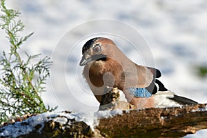 Jay bird in winter