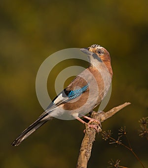 Jay on branch