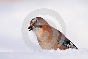 Jay eating white bread