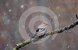 jay endures the snowfall in its perch