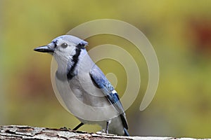 Jay in Fall