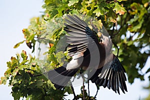 Jay, Garrulus glandarius