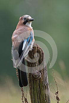 Jay, Garrulus glandarius