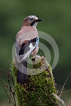 Jay, Garrulus glandarius