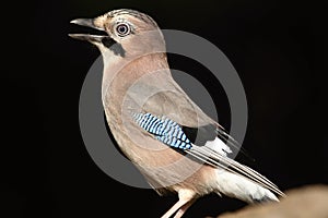 Jay, Garrulus glandarius