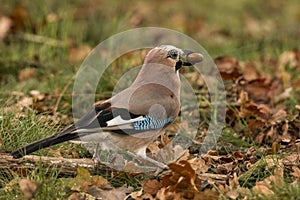 Jay, Garrulus glandarius. Colorful bird photo