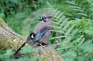 Jay (Garrulus glandarius), Kirroughtree, Dumfries and Galloway Coast , Scotland