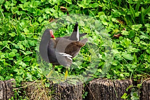 The jay & x28;Garrulus glandarius & x28;Linnaeus, 1758& x29;& x29; is a passerine bird belonging to the Corvidae family