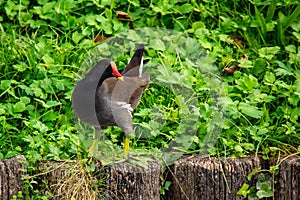 The jay & x28;Garrulus glandarius & x28;Linnaeus, 1758& x29;& x29; is a passerine bird belonging to the Corvidae family