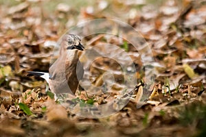 The jay & x28;Garrulus glandarius & x28;Linnaeus, 1758& x29;& x29; is a passerine bird belonging to the Corvidae family