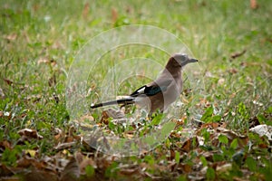 The jay & x28;Garrulus glandarius & x28;Linnaeus, 1758& x29;& x29; is a passerine bird belonging to the Corvidae family