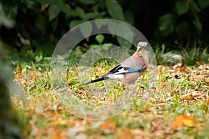 The jay & x28;Garrulus glandarius & x28;Linnaeus, 1758& x29;& x29; is a passerine bird belonging to the Corvidae family