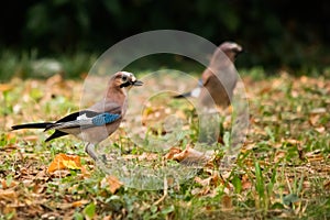 The jay & x28;Garrulus glandarius & x28;Linnaeus, 1758& x29;& x29; is a passerine bird belonging to the Corvidae family