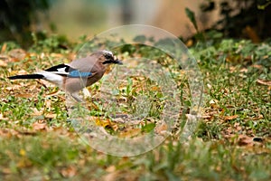 The jay & x28;Garrulus glandarius & x28;Linnaeus, 1758& x29;& x29; is a passerine bird belonging to the Corvidae family