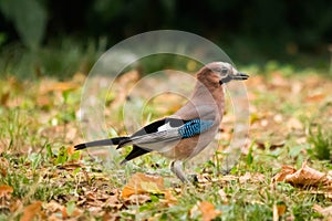 The jay & x28;Garrulus glandarius & x28;Linnaeus, 1758& x29;& x29; is a passerine bird belonging to the Corvidae family