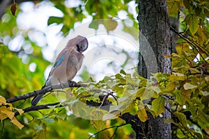 The jay & x28;Garrulus glandarius & x28;Linnaeus, 1758& x29;& x29; is a passerine bird belonging to the Corvidae family