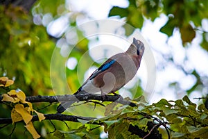 The jay & x28;Garrulus glandarius & x28;Linnaeus, 1758& x29;& x29; is a passerine bird belonging to the Corvidae family