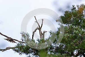 Jay Garrulus glandarius. Northern Hobby Falco subbuteo.