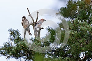 Jay Garrulus glandarius. Northern Hobby Falco subbuteo.