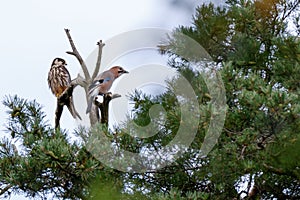 Jay Garrulus glandarius. Northern Hobby Falco subbuteo.