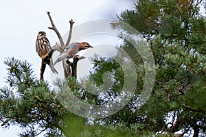 Jay Garrulus glandarius. Northern Hobby Falco subbuteo.