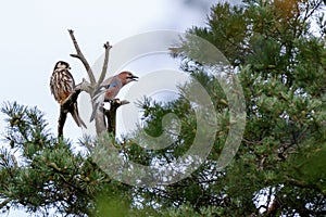 Jay Garrulus glandarius. Northern Hobby Falco subbuteo.