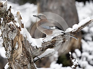 Jay, Garrulus glandarius photo