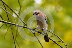 Jay Guardian of the forest